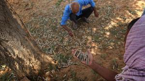 Since the first locust swarm invaded the state’s Sriganganagar district from Pakistan’s Baluchistan on April 11, as many as 25 swarms have entered Rajasthan, said Locust Warning Office deputy director L K Gurjar.(Himanshu Vyas/HT Photo) Since the first locust swarm invaded the state’s Sriganganagar district from Pakistan’s Baluchistan on April 11, as many as 25 swarms have entered Rajasthan, said Locust Warning Office deputy director L K Gurjar.(Himanshu Vyas/HT Photo)