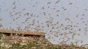 creating a threat on the livelihood of farmers. (PTI Photo) (PTI30-05-2020_000030B)(PTI) creating a threat on the livelihood of farmers. (PTI Photo) (PTI30-05-2020_000030B)(PTI)