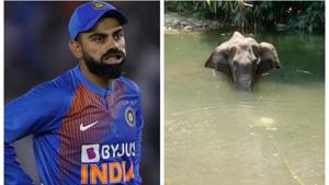 Virat Kohli angry with death of pregnant elephant.(AP/Facebook) Virat Kohli angry with death of pregnant elephant.(AP/Facebook)