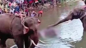 The elephant had died on May 27 after she ate the pineapple stuffed with crackers and forest officials said that it died standing in river Velliyar after it suffered an injury in its lower jaw.(ANI Photo) The elephant had died on May 27 after she ate the pineapple stuffed with crackers and forest officials said that it died standing in river Velliyar after it suffered an injury in its lower jaw.(ANI Photo)
