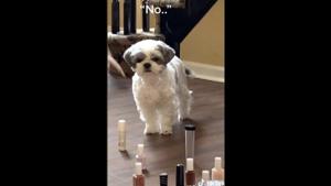 The camera zooms into the doggo’s face and its expression is worth a thousand words.(TikTok/@jason_lee215) The camera zooms into the doggo’s face and its expression is worth a thousand words.(TikTok/@jason_lee215)