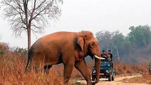 A pregnant elephant died after a local allegedly fed her a pineapple stuffed with crackers, in Kerala’s Malappuram.(HT Photo (Representational)) A pregnant elephant died after a local allegedly fed her a pineapple stuffed with crackers, in Kerala’s Malappuram.(HT Photo (Representational))