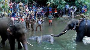 The operation to retrieve the carcass of the elephant in Kerala’s Malappuram .(AFP)