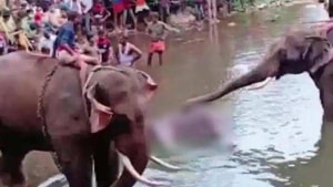 The elephant rushed to nearby Velliyar river after eating the fruit and died there even as forest officials rushed to rescue it. The crackers exploded when the elephant chomped on the pineapple.(ANI Photo) The elephant rushed to nearby Velliyar river after eating the fruit and died there even as forest officials rushed to rescue it. The crackers exploded when the elephant chomped on the pineapple.(ANI Photo)