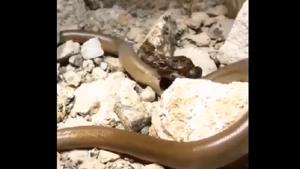 The frog can be seen sitting casually on the snake’s back.(Twitter/@susantananda3) The frog can be seen sitting casually on the snake’s back.(Twitter/@susantananda3)