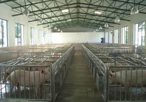 A view of the pig farm at Nabha in Patiala district where piglets imported from the UK will be kept.(HT Photo)