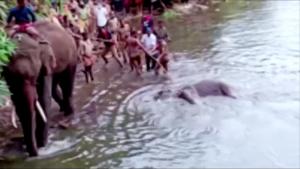 People pull the body of a dead pregnant elephant out of the water, after the animal was allegedly fed with firecracker-stuffed pineapple and died, in Malappuram on May 27, 2020.(ANI via Reuters) People pull the body of a dead pregnant elephant out of the water, after the animal was allegedly fed with firecracker-stuffed pineapple and died, in Malappuram on May 27, 2020.(ANI via Reuters)