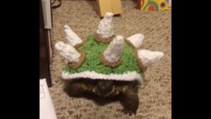 The picture shows a little tortoise in a crocheted sweater that covers its shell.(Reddit/@mtlgrems) The picture shows a little tortoise in a crocheted sweater that covers its shell.(Reddit/@mtlgrems)