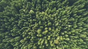 During the virtual celebration of World Environment Day 2020, themed as ‘Nature and Biodiversity’, Javadekar launched the Nagar Van or Urban Forests with 200 corporations and cities across India while urging people to actively participate and increase the tree cover in their areas.(UNSPLASH) During the virtual celebration of World Environment Day 2020, themed as ‘Nature and Biodiversity’, Javadekar launched the Nagar Van or Urban Forests with 200 corporations and cities across India while urging people to actively participate and increase the tree cover in their areas.(UNSPLASH)