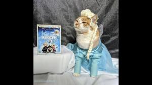The photograph shows Centre County Library’s resident cat, called Horatio, dressed as Elsa.(Instagram/@centrecountylibrary) The photograph shows Centre County Library’s resident cat, called Horatio, dressed as Elsa.(Instagram/@centrecountylibrary)