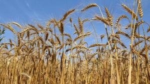 The rain induced by Cyclone Nisarga lashed many parts of Madhya Pradesh leading to damage of crop stored in the open.(Representative Photo/Dheeraj Dhawan, HT) The rain induced by Cyclone Nisarga lashed many parts of Madhya Pradesh leading to damage of crop stored in the open.(Representative Photo/Dheeraj Dhawan, HT)