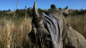 A towel is used to cover the eyes of a tranquillised rhino before it is dehorned in an effort to deter poaching, amid the spread of the coronavirus disease (COVID-19), at the Pilanesberg Game Reserve in North West Province, South Africa, May 12, 2020. Picture taken May 12, 2020. REUTERS/Siphiwe Sibeko(REUTERS) A towel is used to cover the eyes of a tranquillised rhino before it is dehorned in an effort to deter poaching, amid the spread of the coronavirus disease (COVID-19), at the Pilanesberg Game Reserve in North West Province, South Africa, May 12, 2020. Picture taken May 12, 2020. REUTERS/Siphiwe Sibeko(REUTERS)