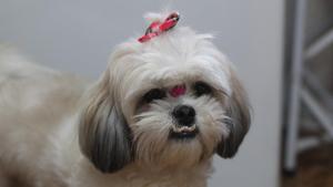 Four pets, including two Shih Tzus, a Golden Retriever and a Lady Pheasant bird are booked on the jet. Four pets, including two Shih Tzus, a Golden Retriever and a Lady Pheasant bird are booked on the jet.