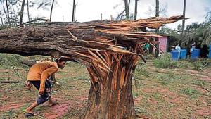A damaged tree at Kashid beach after Cyclone Nisarga battered the Raigad district. A damaged tree at Kashid beach after Cyclone Nisarga battered the Raigad district.