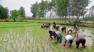 Farmers plant rice seedlings in a field during the paddy-sowing season on the outskirts of Srinagar. Farmers plant rice seedlings in a field during the paddy-sowing season on the outskirts of Srinagar.