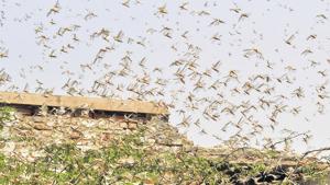 The locust attack is another blow to farmers already reeling under the impact of Covid-19 lockdown.(PTI) The locust attack is another blow to farmers already reeling under the impact of Covid-19 lockdown.(PTI)