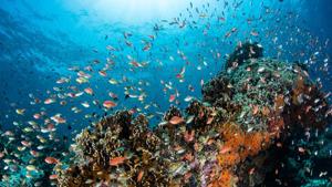 India has launched an ambitious Deep Ocean Mission last year which over a five-year span will explore the deepest recesses of the Central Indian Ocean Basin, look at harnessing tidal energy and study the oceans’ biodiversity, metals and minerals.(Shutterstock) India has launched an ambitious Deep Ocean Mission last year which over a five-year span will explore the deepest recesses of the Central Indian Ocean Basin, look at harnessing tidal energy and study the oceans’ biodiversity, metals and minerals.(Shutterstock)