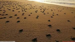 This year, around 4.70 lakh female turtles had turned up to lay eggs between the second and fourth week of March at the idyllic Nasi-2 island of Gahirmatha beach — regarded as the world’s largest nesting ground for endangered Olive Ridley turtles.(SOURCED FROM RAJNAGAR DFO.) This year, around 4.70 lakh female turtles had turned up to lay eggs between the second and fourth week of March at the idyllic Nasi-2 island of Gahirmatha beach — regarded as the world’s largest nesting ground for endangered Olive Ridley turtles.(SOURCED FROM RAJNAGAR DFO.)