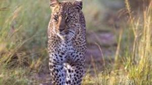 The leopard will be relocated in the deep forests in Kerala.(Representative Photo/Getty Images) The leopard will be relocated in the deep forests in Kerala.(Representative Photo/Getty Images)