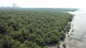 The mangrove ecosystems are vital to storing planet-heating carbon dioxide. They act as buffers protecting coastlines from tropical storms and soil erosion.(HT File Photo) The mangrove ecosystems are vital to storing planet-heating carbon dioxide. They act as buffers protecting coastlines from tropical storms and soil erosion.(HT File Photo)