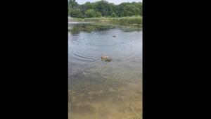 Stella, the duck is seen swimming towards the babies who instantly line-up to follow her suit.(Reddit/@downriverrowing) Stella, the duck is seen swimming towards the babies who instantly line-up to follow her suit.(Reddit/@downriverrowing)
