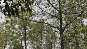 Around 12 acres of land will be required to develop the parks, Ludhiana MC officials said after consultations with forest department officials.(HT PHOTO/For representation only) Around 12 acres of land will be required to develop the parks, Ludhiana MC officials said after consultations with forest department officials.(HT PHOTO/For representation only)