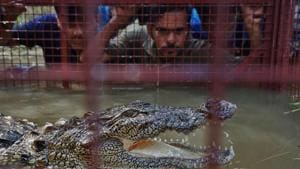 People will continue to kill them, but science must help find other ways to prevent their presence, or worse case, work with farmers to cull them for a specific period.(praful Gangurde) People will continue to kill them, but science must help find other ways to prevent their presence, or worse case, work with farmers to cull them for a specific period.(praful Gangurde)