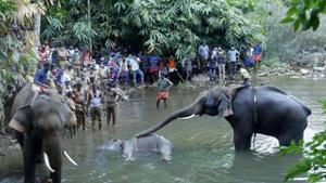 Elephants pull a 15-year-old pregnant wild elephant who died after suffering injuries, in Velliyar River, Palakkad district of Kerala.(AP) Elephants pull a 15-year-old pregnant wild elephant who died after suffering injuries, in Velliyar River, Palakkad district of Kerala.(AP)