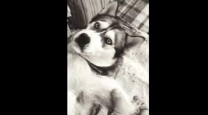 The husky’s expression really conveyed his emotions over this practical joke.(TikTok/@thumbsup4cn) The husky’s expression really conveyed his emotions over this practical joke.(TikTok/@thumbsup4cn)