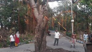A tree which was uprooted during cyclone Amphan in Kolkata being re-fixed.(Sourced Photo) A tree which was uprooted during cyclone Amphan in Kolkata being re-fixed.(Sourced Photo)