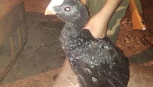 BSF officials said that they are in touch with officials of the state forest department and the birds would be handed over to officials from Alipore Zoo in Kolkata. BSF officials said that they are in touch with officials of the state forest department and the birds would be handed over to officials from Alipore Zoo in Kolkata.