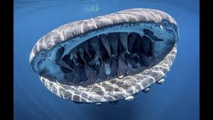 A squad of remoras uses a whale shark’s mouth for a free ride(Facebook/@Evans Baudin) A squad of remoras uses a whale shark’s mouth for a free ride(Facebook/@Evans Baudin)