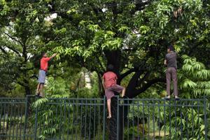 Eternal pleasures: Children picking mangoes.(Dheeraj Dhawan/Hindustan Times) Eternal pleasures: Children picking mangoes.(Dheeraj Dhawan/Hindustan Times)
