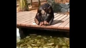 The image shows the Chimpanzee sitting on a platform above the water body.(Twitter/@susantananda3) The image shows the Chimpanzee sitting on a platform above the water body.(Twitter/@susantananda3)