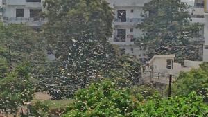 Swarms of locusts in the heart of Prayagraj city on Thursday. (HT photo)