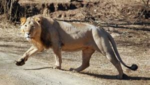 An Asiatic lion at Gir wildlife sanctury in Junagadh district in Gujarat.(PTI File Photo) An Asiatic lion at Gir wildlife sanctury in Junagadh district in Gujarat.(PTI File Photo)