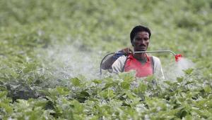 A farmer sprays pesticide in the cotton field at Pandharkawada in Maharashtra.(Raj K Raj/HT Photo) A farmer sprays pesticide in the cotton field at Pandharkawada in Maharashtra.(Raj K Raj/HT Photo)