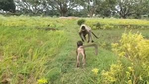 The baby langur running to its mama after being rescued from the net.(YouTube/Badri Narayan Bhadra) The baby langur running to its mama after being rescued from the net.(YouTube/Badri Narayan Bhadra)