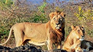 The Asiatic lion, which once faced the threat of extinction, has shown extraordinary recovery, thanks to the timely intervention by the erstwhile Nawab of Junagadh and protection programmes of the Gujarat government.(HT file) The Asiatic lion, which once faced the threat of extinction, has shown extraordinary recovery, thanks to the timely intervention by the erstwhile Nawab of Junagadh and protection programmes of the Gujarat government.(HT file)
