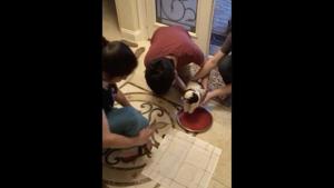 Benji, the doggo is lowered onto a thali of alta.(TikTok/@riyap00) Benji, the doggo is lowered onto a thali of alta.(TikTok/@riyap00)