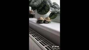 The image shows two frogs in hats.(TikTok/@frog.dad) The image shows two frogs in hats.(TikTok/@frog.dad)