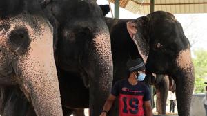 Jaipur’s elephants are known around the world for the rides they offer to tourists on the steep cobbled stone pathways of the fort. . (Photo by - Himanshu Vyas/ Hindustan Times) Jaipur’s elephants are known around the world for the rides they offer to tourists on the steep cobbled stone pathways of the fort. . (Photo by - Himanshu Vyas/ Hindustan Times)