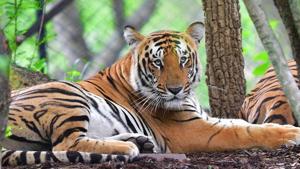 This year, 22 people have died in tiger attacks between January and June, higher than the figures for the same period of previous years, the forest department said.(PTI) This year, 22 people have died in tiger attacks between January and June, higher than the figures for the same period of previous years, the forest department said.(PTI)