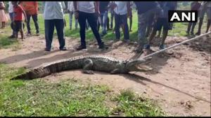 The crocodile being rescued.(Twitter/@ANI) The crocodile being rescued.(Twitter/@ANI)