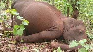 Last month also, two more elephants were found dead in Keonjhar. The carcass of one was found at a farmland and the decomposed carcass of another was found a few days ago.(SOURCED.) Last month also, two more elephants were found dead in Keonjhar. The carcass of one was found at a farmland and the decomposed carcass of another was found a few days ago.(SOURCED.)