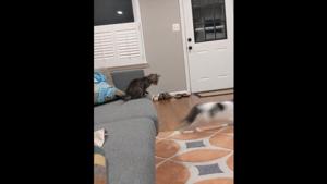 The recording starts with a shot of the living room with two kitties in the frame.(Reddit/@NarcolepticKnitter) The recording starts with a shot of the living room with two kitties in the frame.(Reddit/@NarcolepticKnitter)