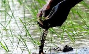 Four bills of Rs 6,720 for 96kg seeds each and one bill of Rs 8,120 for 116kg seeds, issued by PAU’s Ladhowal Seed Farm, were seized from the private seed store during a raid on May 4.(HT File Photo) Four bills of Rs 6,720 for 96kg seeds each and one bill of Rs 8,120 for 116kg seeds, issued by PAU’s Ladhowal Seed Farm, were seized from the private seed store during a raid on May 4.(HT File Photo)