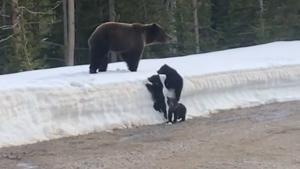 The mama bear watches as her cubs try to climb over a snowbank on the side of a road.(Instagram/@breezefax) The mama bear watches as her cubs try to climb over a snowbank on the side of a road.(Instagram/@breezefax)