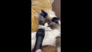 The image shows Totoro, the Aussie cat sleeping.(TikTok/@totorotheaussiecat) The image shows Totoro, the Aussie cat sleeping.(TikTok/@totorotheaussiecat)