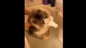 The clip shows an extremely fluffy kitty wriggling and squirming to get out of the firm grasp of its human.(TikTok/@tara_1282) The clip shows an extremely fluffy kitty wriggling and squirming to get out of the firm grasp of its human.(TikTok/@tara_1282)